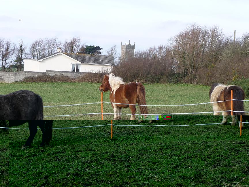 pic for intern2cvf horses.jpg