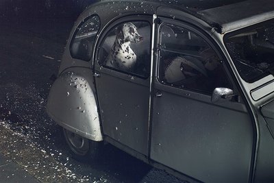 dog in car.jpg